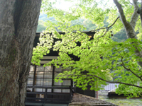 ume